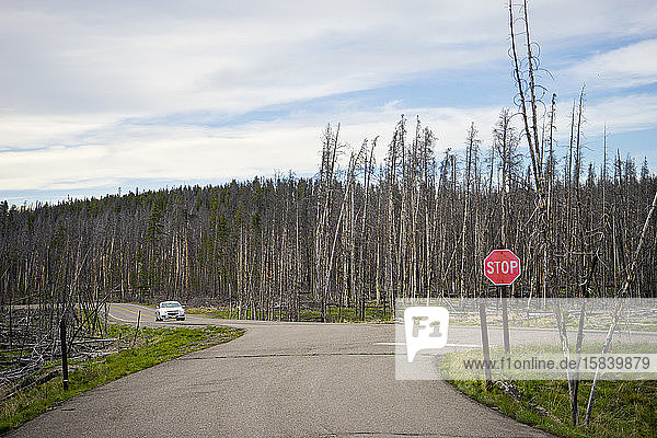 Von Bränden verbrannter Baumwald im Yellowstone-Nationalpark