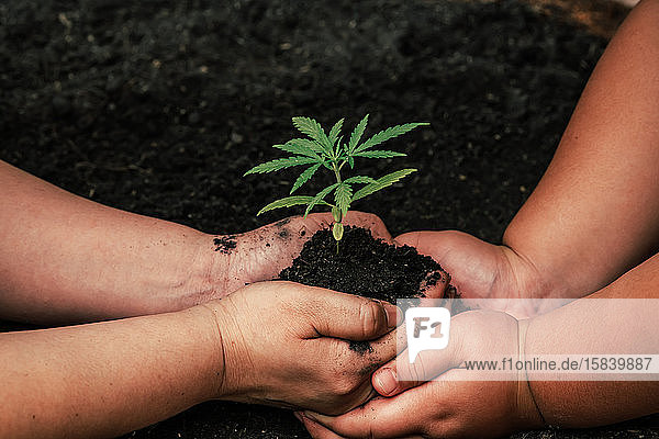 Erwachsene und Kinder halten kleine Marihuanabäume auf den Boden. Ohr