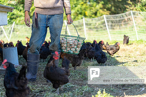 Landwirt sammelt Eier von Bio-Hühnern aus Freilandhaltung
