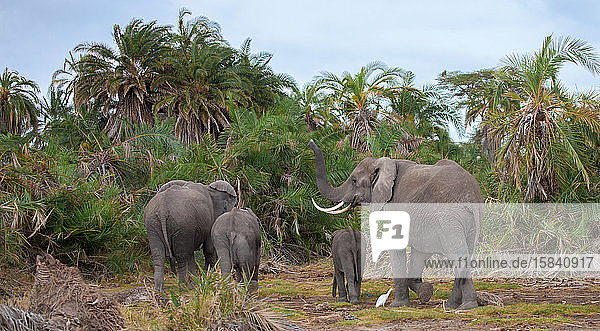 eine Elefantenfamilie in der Savanne von Kenia