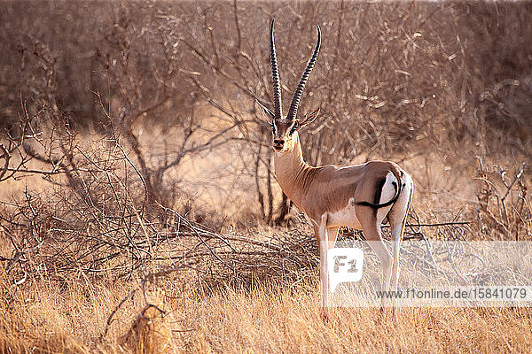 Eine Antilope steht in der Savanne von Kenia