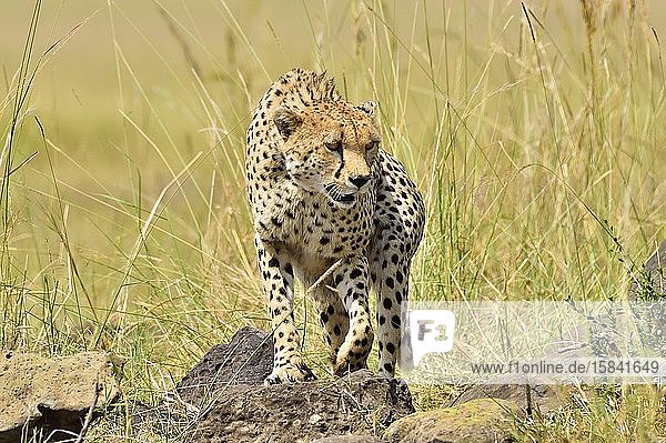 A cheetah roams the savannah