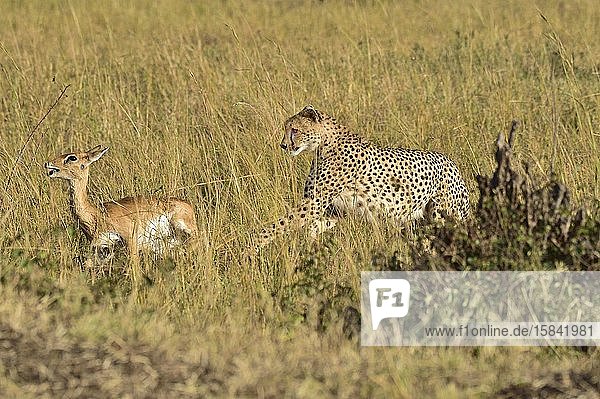 A cheetah chases down it's prey