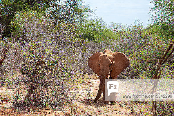 Großer Elefant steht in der Savanne  Kenia  auf Safari