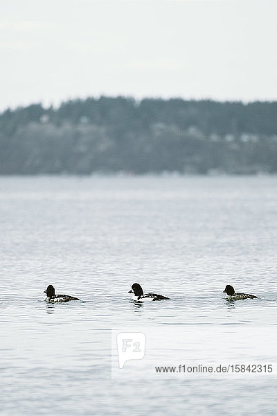 Three ducks swimming together along the Mukilteo ferry line