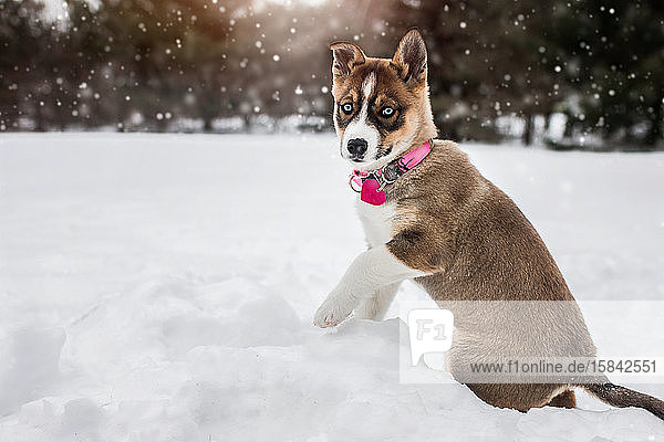 Husky blue eyed puppy dog plays outside in the winter snow