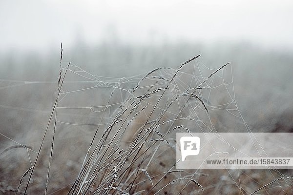 spinnennetzbewachsenes Gras und Schilf und Frost auf einer Wiese im Winter