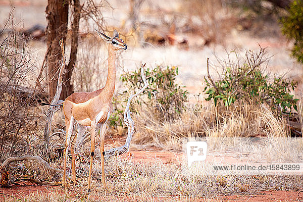 Antilope steht in der Savanne von Kenia  Impala