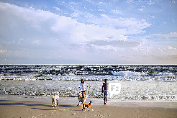 Middle aged couple walking on beach with family of dogs