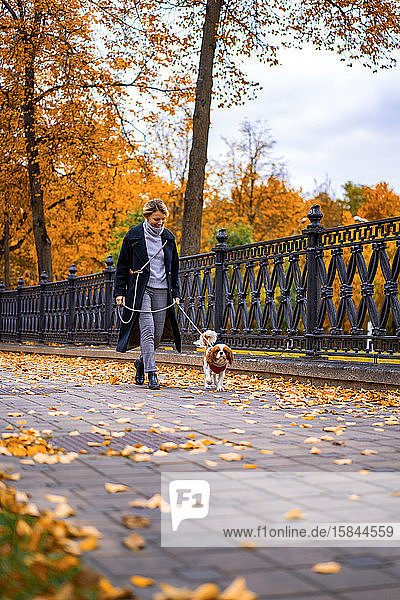 Frau geht im Herbst mit einem Cavalier King Charles Spaniel Hund im Park spazieren