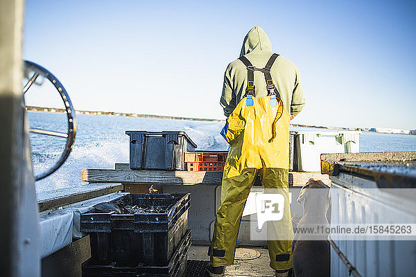 Vorbereitung von Ködern für die Muschelzucht in der Bucht von Narragansett