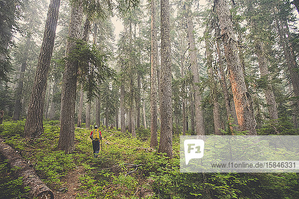 Backpacker hiking through old growth forest  B.C. Canada.