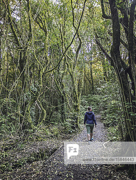 Woman hiker walks through woods at Rotokare Scenic Reserve New Zealand