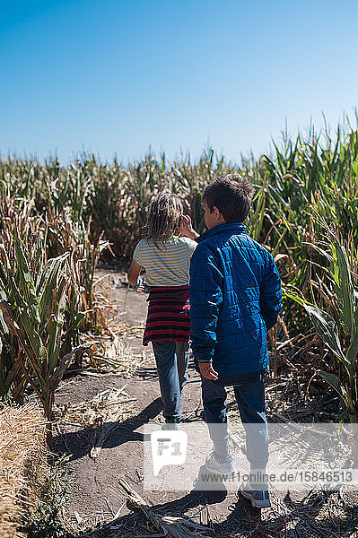 Two young children in a corn maze with blue sky