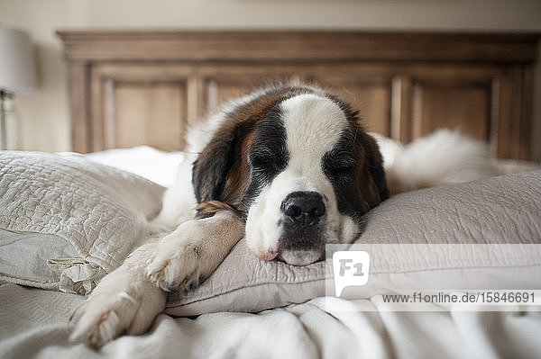 Süßer großer Hund schläft zu Hause auf Kissen im Bett
