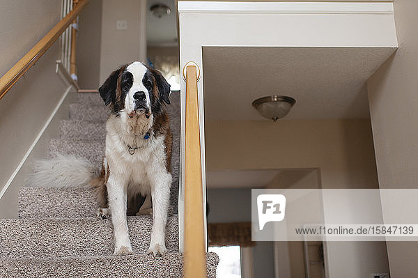 Großer Bernhardinerhund sitzt auf einer Treppe und schaut nach Hause