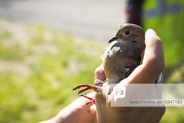 Environmental workers banding Mourning Doves
