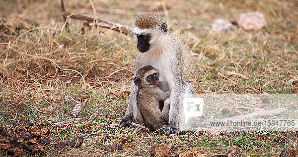 Affe mit kleinem sitzt  auf Safari in Kenia