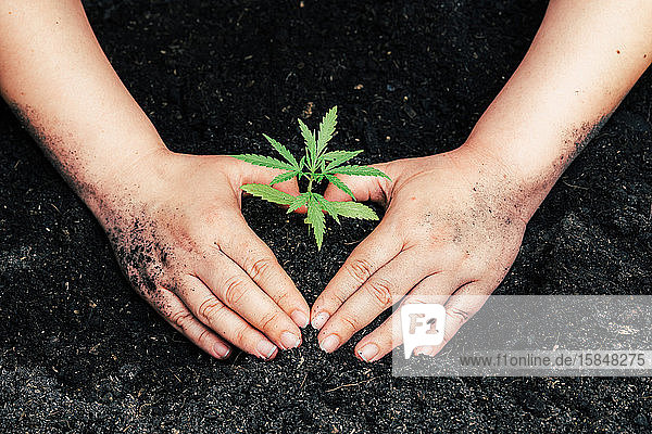 Hand hält sanft reichen Boden für seine Marihuana-Pflanzen
