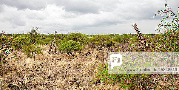 Giraffe beobachtet Sie hinter dem Busch in Kenia