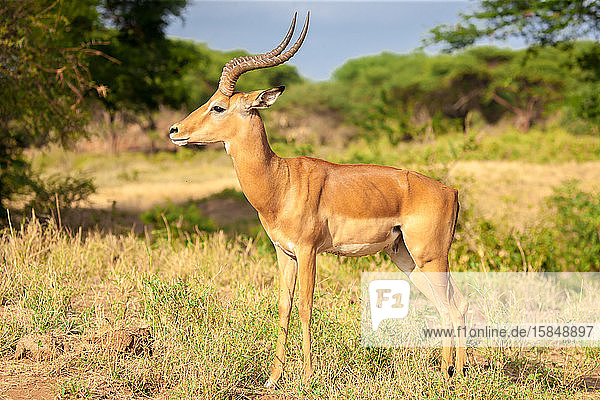 Eine Antilope steht in der Savanne  Kenia