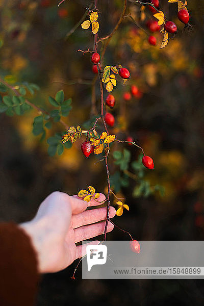Abgehackte Hand einer Frau  die rote Beeren von Zweigen hält
