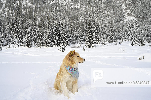 Süßer Hund sitzt in schneebedeckter Berglandschaft