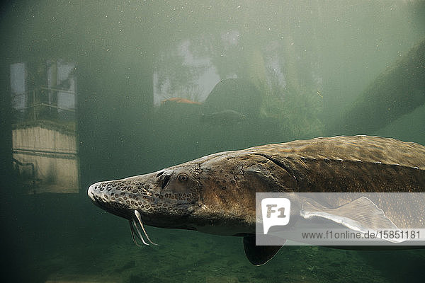 A giant sturgeon swims in a pond at the Bonneville Fish Hatchery.