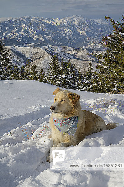 Cute Fluffy Dog Laying Down In The Snow In The Mountains