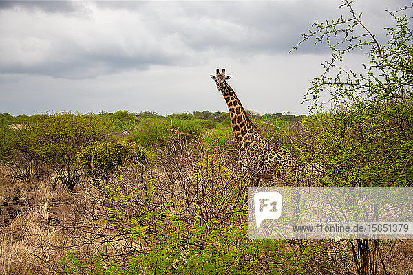 Giraffe beobachtet Sie hinter dem Busch