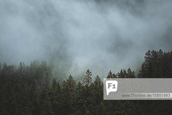 Eine dünne Nebelschicht bedeckt einen Berghang mit Kiefern.