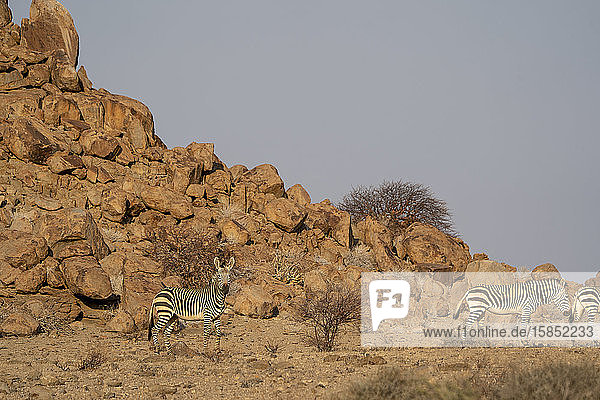 eine Gruppe von Zebras geht am Ende des Tages in der namibischen Wüste