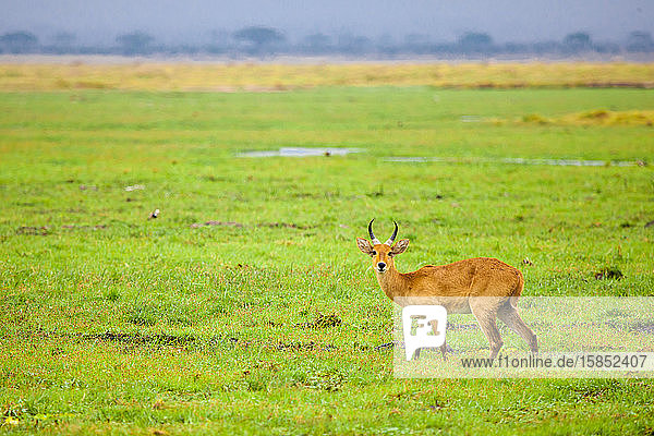 Antilope steht im Sumpf von Kenia