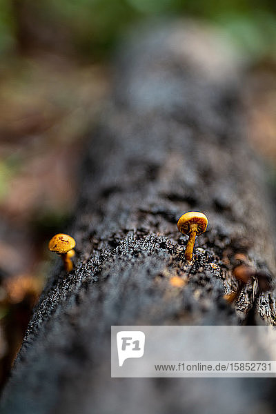 Kleine Pilze  die auf einem umgefallenen Baumstamm auf dem Waldboden wachsen