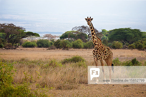 Safari in Kenia  eine Giraffe beobachtet in der Savanne  blauer Himmel