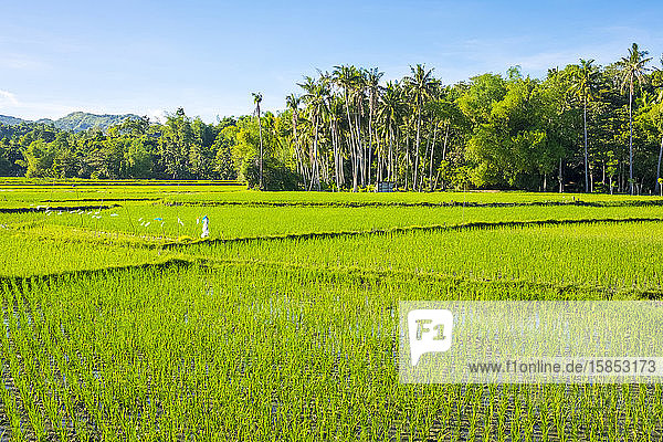 Üppige grüne Reisfelder  Insel Siquijor  Philippinen