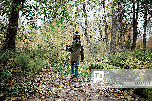 young boy walking with colourful fall leaves in the forest
