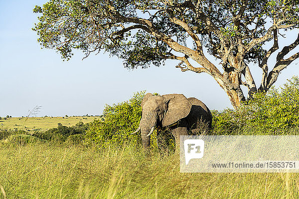 ein Elefant steht friedlich unter einem Baum  gebadet im Morgenlicht