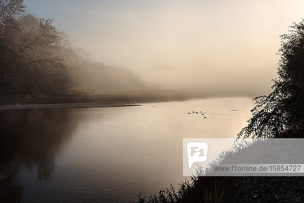 Ruhige Vogellandschaft an einem Fluss an einem nebligen Morgen in Neuseeland