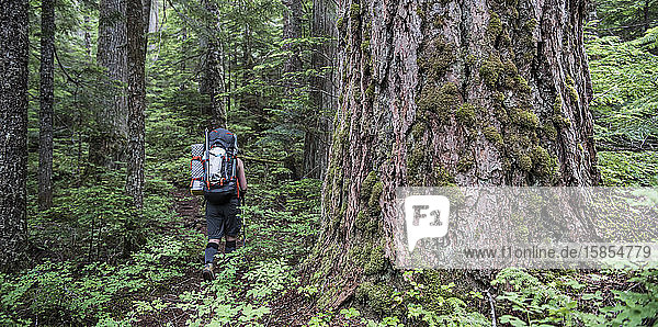 A woman hikes past a huge tree in north Cascades National Park