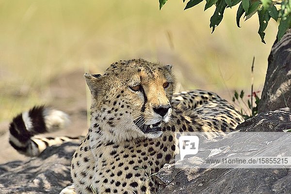 A cheetah naps in the shade of a tree