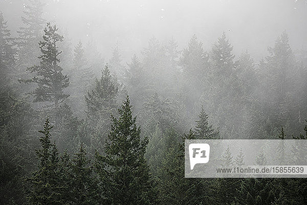 Fog rises out of a forested hillside on a summer morning in Canada.