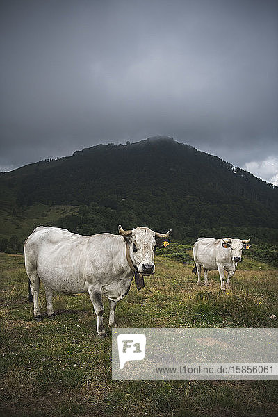 Cows with cowbells staring in the Pyrenees