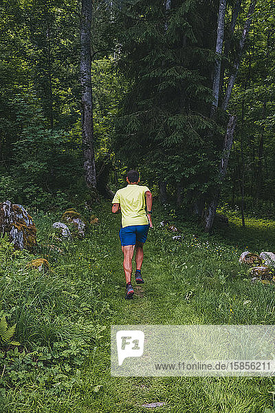 Ein Pfad für junge Männer führt durch den Wald von Chamonix  Frankreich.