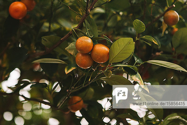 Scheffel von Orangen  die in einem Baum hängen