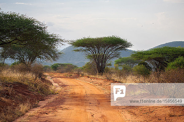 Straße in der Savanne von Kenia mit großen Bäumen und Bergen  Baobab