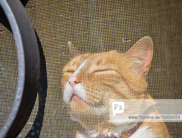 eine rothaarige Katze an einem Fenster hinter einem Moskitonetz  die an einem sonnigen Tag ein Sonnenbad nimmt. Die Katze genießt einen heißen Sommertag und ruht sich bei geschlossener Redaktion friedlich aus. Horizontale Aufnahme