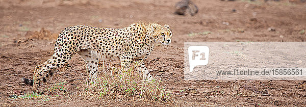 ein Geparden geht in der Savanne spazieren