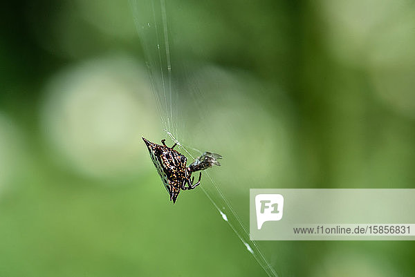 Nahaufnahme einer kleinen Spinne  die in Costa Rica eine Fliege frisst