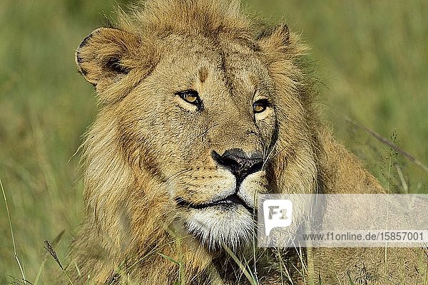 Beautiful male lion
